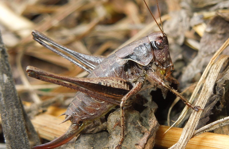 Gewöhnliche Strauchschrecke (Pholidoptera griseoaptera) - © Anton Koschuh